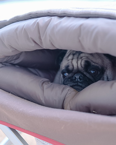 Snow Peak Dog Ofuton Sleeping Bag